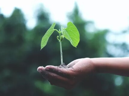 KitKat sustainability