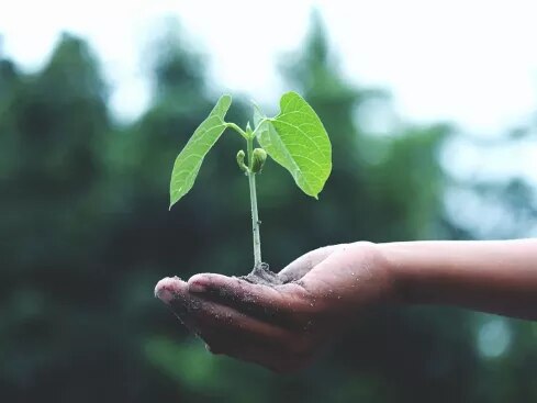 KitKat sustainability