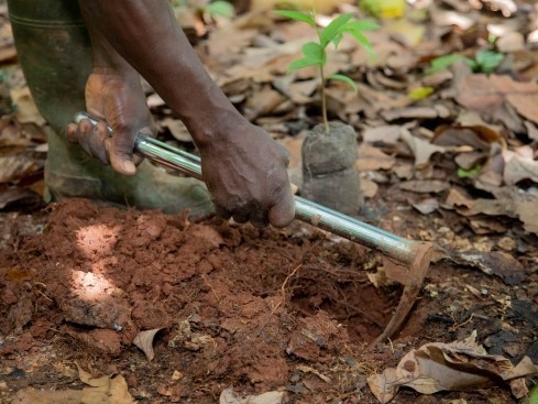 More Trees Planted